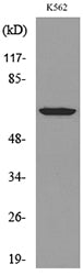 HPA1 Rabbit Polyclonal Antibody