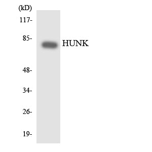 HUNK Rabbit Polyclonal Antibody