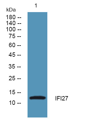 IFI27 Rabbit Polyclonal Antibody