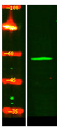 IFT1B Rabbit Polyclonal Antibody
