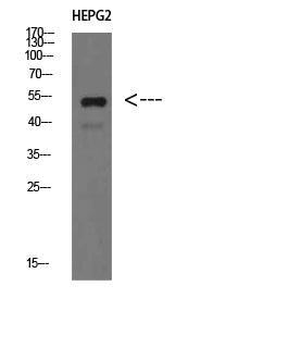 IgM Chain C Rabbit Polyclonal Antibody