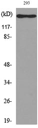 IL-16 Rabbit Polyclonal Antibody