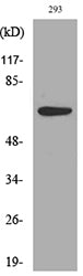 IL-18R Rabbit Polyclonal Antibody