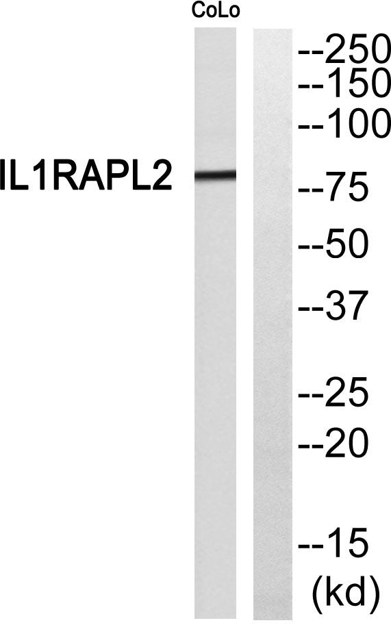 IL-1R9 Rabbit Polyclonal Antibody