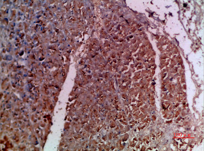IL-20 Rabbit Polyclonal Antibody