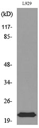 IL-29 Rabbit Polyclonal Antibody