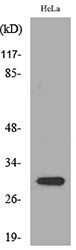 IL-33 Rabbit Polyclonal Antibody