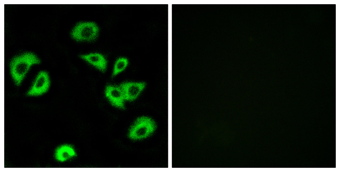 ILT-3 Rabbit Polyclonal Antibody