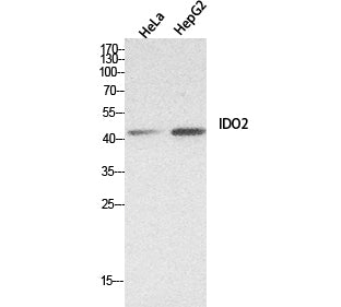 INDOL1 Rabbit Polyclonal Antibody