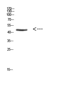 Ini1 Rabbit Polyclonal Antibody