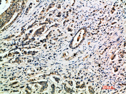 Integrin α1 Rabbit Polyclonal Antibody