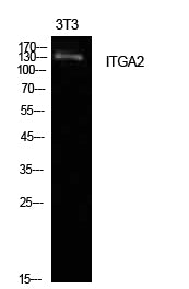 Integrin α2 Rabbit Polyclonal Antibody