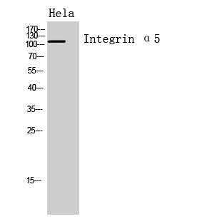 Integrin α5 Rabbit Polyclonal Antibody