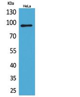 Integrin β2 Rabbit Polyclonal Antibody
