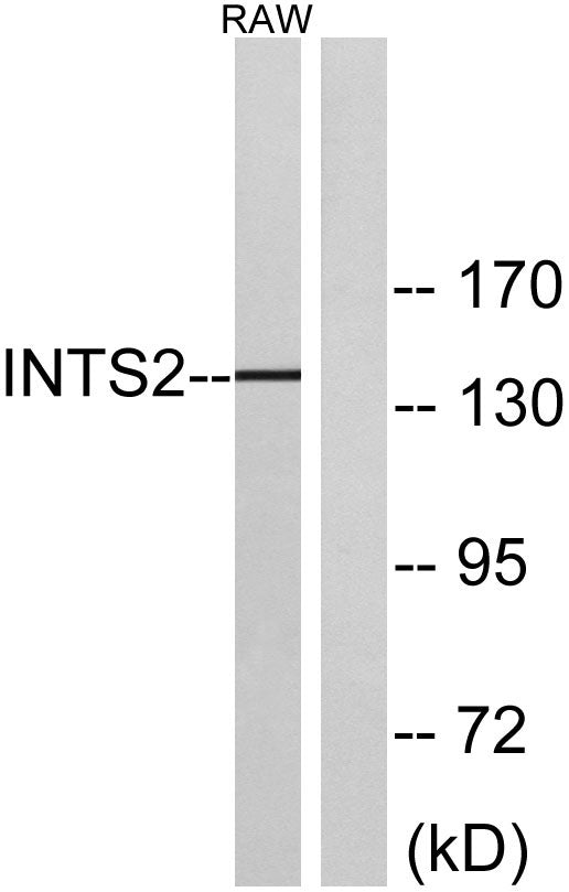INTS2 Rabbit Polyclonal Antibody