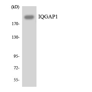 IQGAP1 Rabbit Polyclonal Antibody