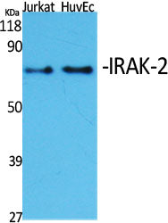 IRAK-2 Rabbit Polyclonal Antibody