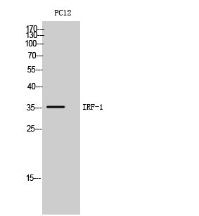 IRF-1 Rabbit Polyclonal Antibody