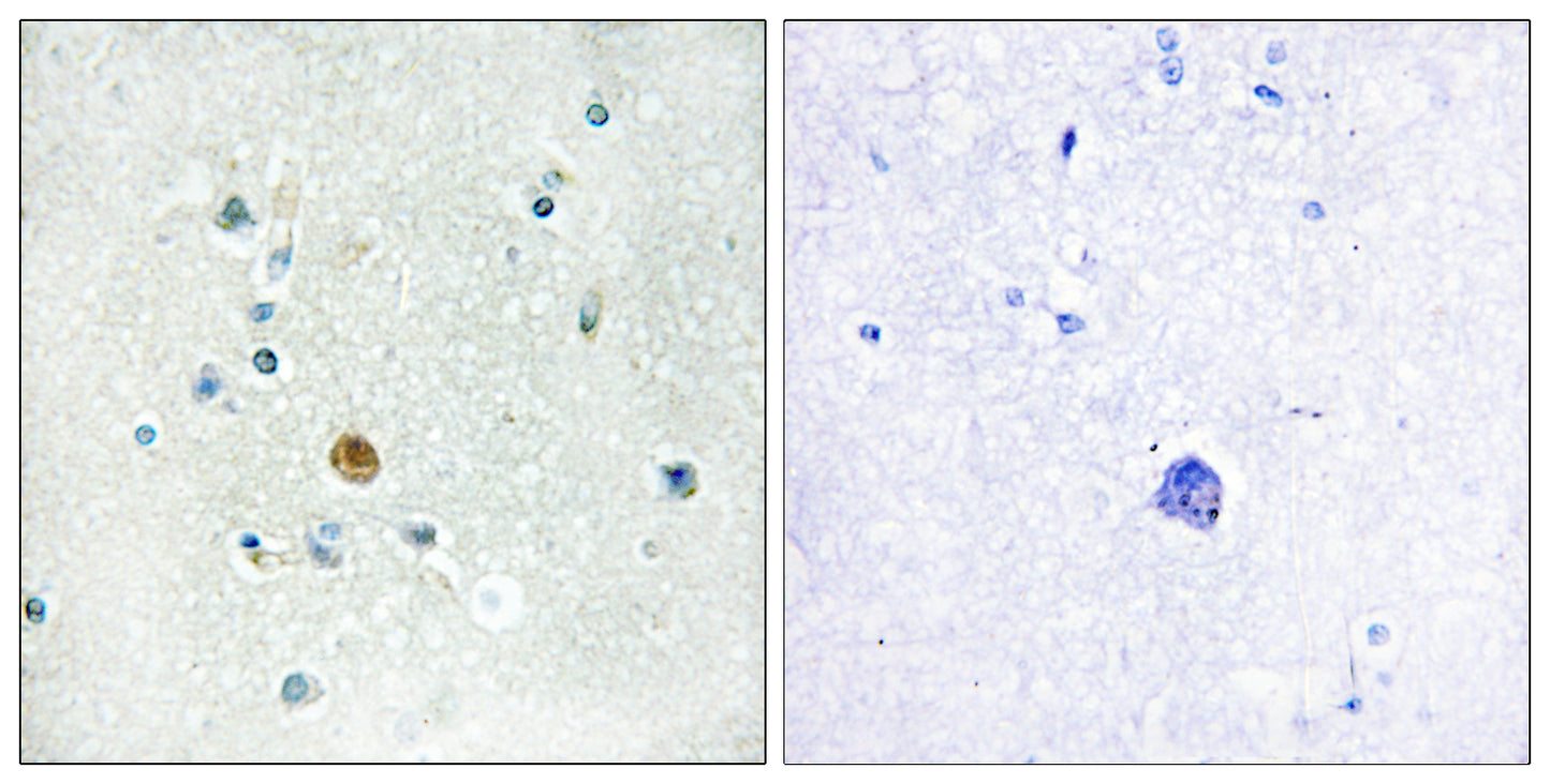 IRF-3 Rabbit Polyclonal Antibody