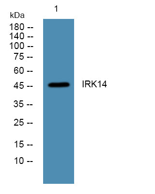 IRK14 Rabbit Polyclonal Antibody