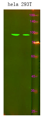 ISK7 Rabbit Polyclonal Antibody