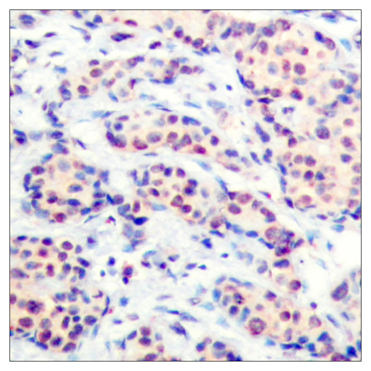 Jun D Rabbit Polyclonal Antibody