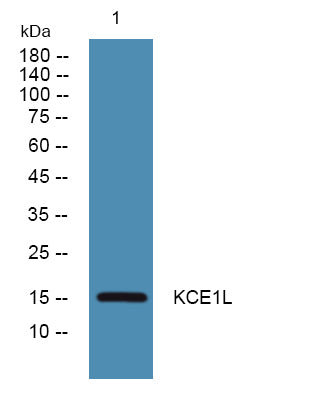 KCE1L Rabbit Polyclonal Antibody