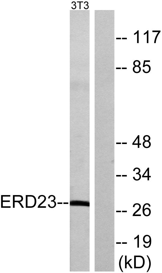 KDEL Receptor 3 Rabbit Polyclonal Antibody