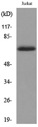 Keratin-pan Rabbit Polyclonal Antibody