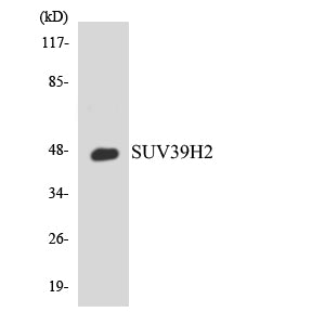 KMT1B Rabbit Polyclonal Antibody