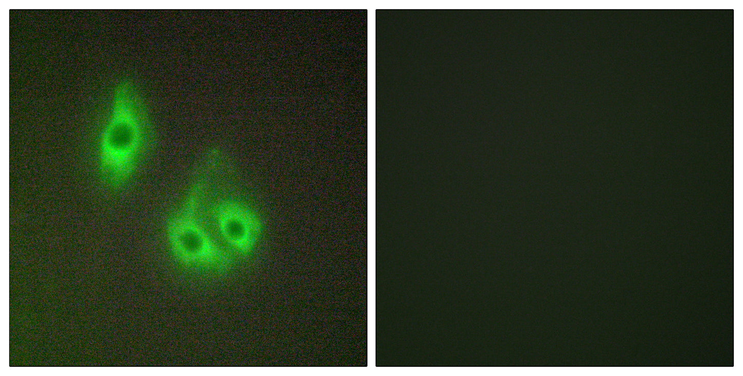 Laminin α-3 Rabbit Polyclonal Antibody