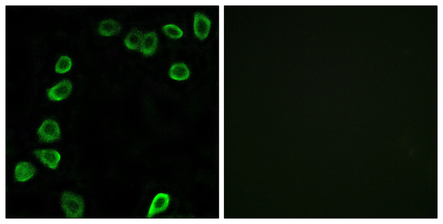 Laminin α-4 Rabbit Polyclonal Antibody