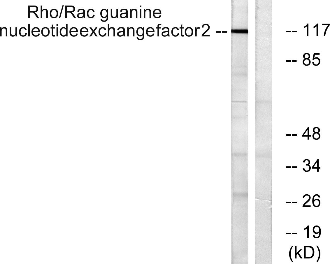 Lfc Rabbit Polyclonal Antibody