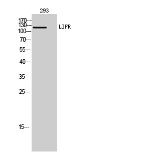 LIFR Rabbit Polyclonal Antibody