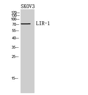LIR-1 Rabbit Polyclonal Antibody