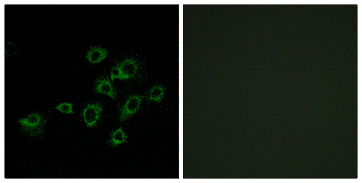 LIR-6 Rabbit Polyclonal Antibody