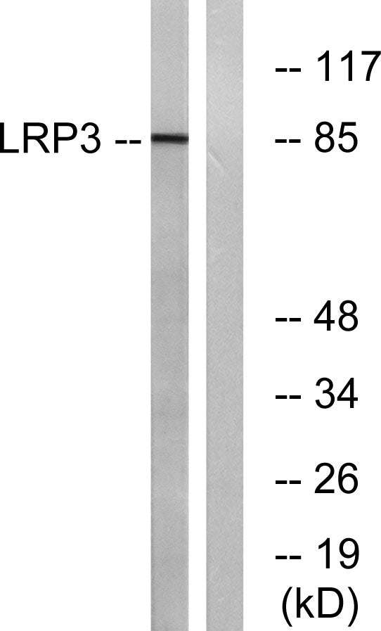LRP3 Rabbit Polyclonal Antibody