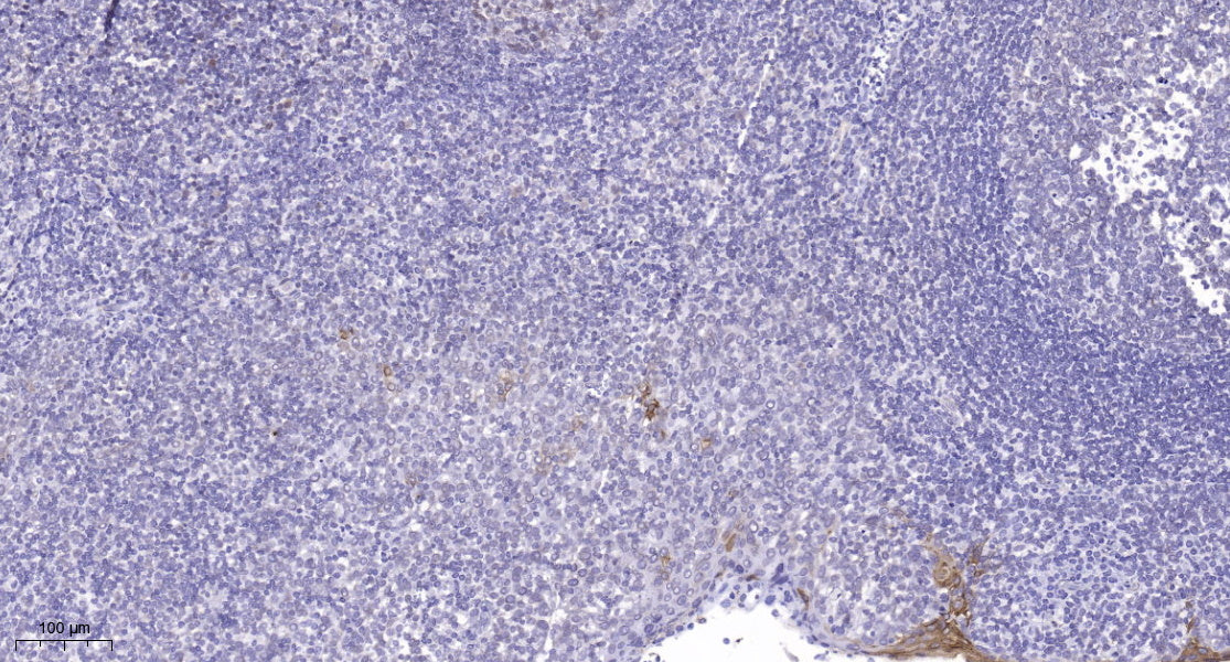 Lsk Rabbit Polyclonal Antibody
