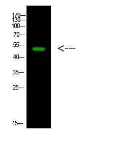 LWS Rabbit Polyclonal Antibody