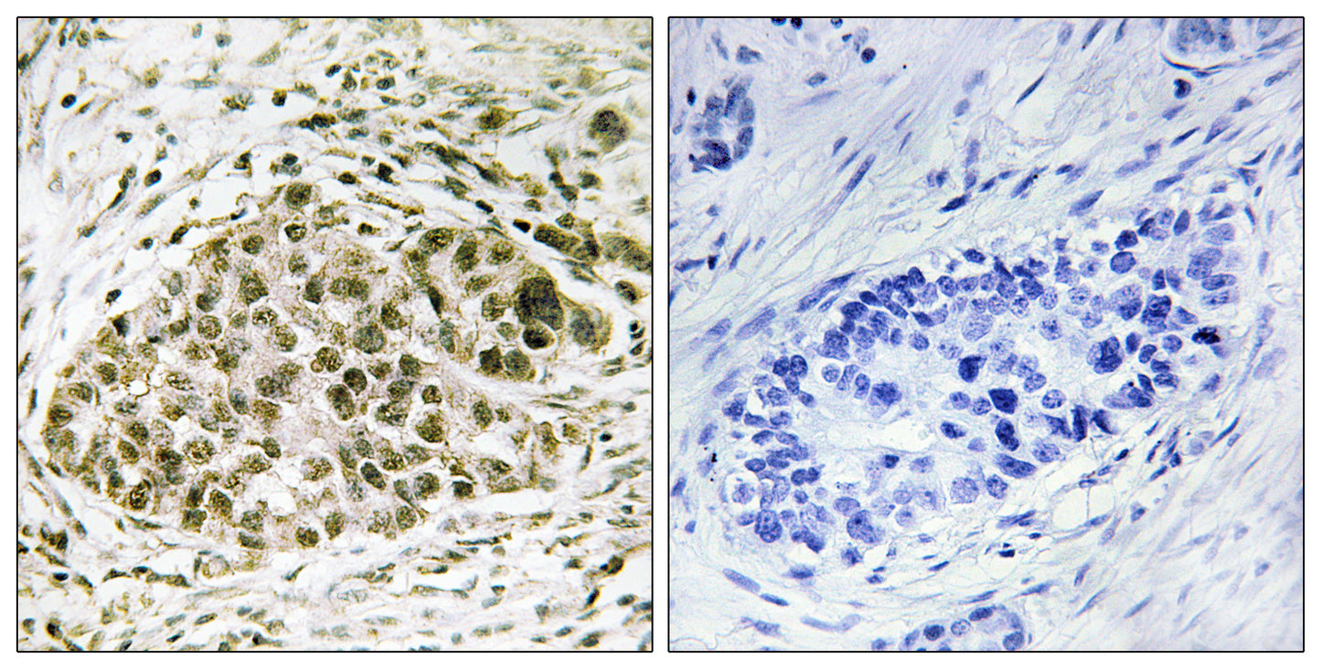 Lyl-1 Rabbit Polyclonal Antibody