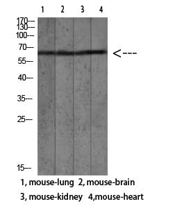 Mac-2BP Rabbit Polyclonal Antibody