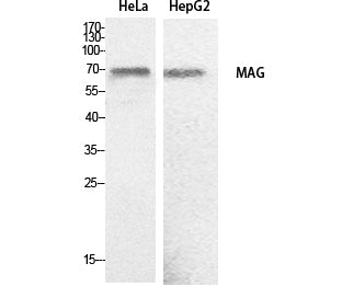 MAG Rabbit Polyclonal Antibody