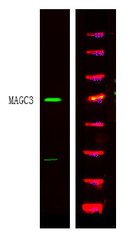 MAGC3 Rabbit Polyclonal Antibody