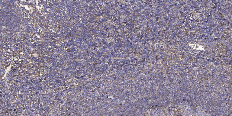 MAGE-9 Rabbit Polyclonal Antibody