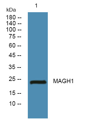 MAGH1 Rabbit Polyclonal Antibody