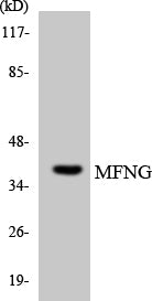 Manic Fringe Rabbit Polyclonal Antibody