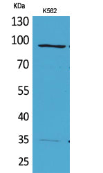 MCM3 Rabbit Polyclonal Antibody