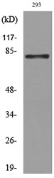 MCM7 Rabbit Polyclonal Antibody