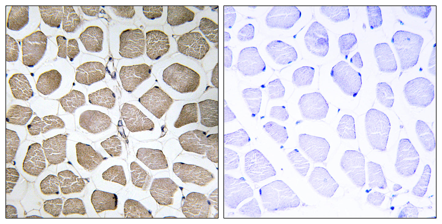 MCT12 Rabbit Polyclonal Antibody
