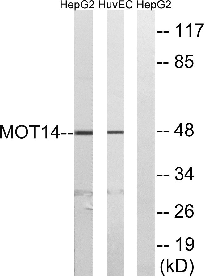 MCT14 Rabbit Polyclonal Antibody